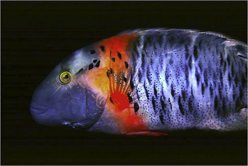 Bleeding heart wrasse, Great Barrier Reef, Australia. copyright Michael McCoy