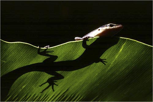 Blue-tailed skink sunning on Fern leaf, Guadalcanal Island, Solomon Islands. copyright Michael McCoy