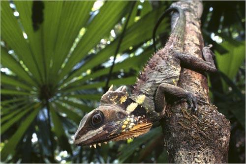 Boyd's forest dragon, Black Mountain, Australia. copyright Michael McCoy