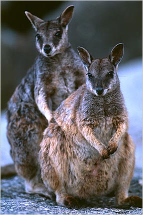 Mareeba rock wallabies, Granite Gorge, Australia. copyright Michael McCoy