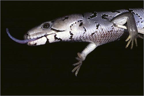 Pink-tongue skink, Kuranda, Australia. copyright Michael McCoy