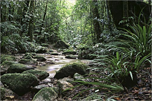 Rainforest stream, Mt Edith, Australia. copyright Michael McCoy