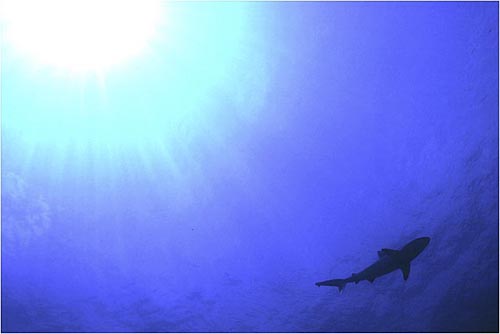 Whaler shark and sunlight, Great Barrier Reef, Australia. copyright Michael McCoy
