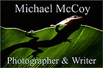 Michael McCoy's website index page banner reveals a small lizard sunning itself on top of a large green leaf, in a tropical rainforest setting. The photograph is taken from underneath, sunlight from above luminating the lizard and the top of the leaf. The lizard's head and two right feet hang over the edge of the leaf, while the rest of the lizards body is seen as a shadow cast through the green of the leaf contrasted with a black background. Click onto this banner to access an entry point to Michael's website located on his own server, remote from the outimage website.