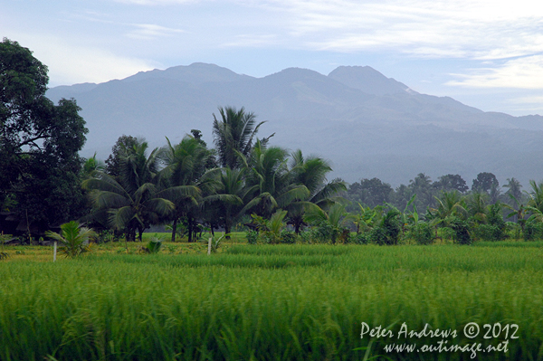 Rice fields, coconuts and Mt. Apo, the highest mountain in the Philippines at 2,954 metres (9,692 ft), viewed from the highway to Kidapawan City, Davao del Sur Province, Mindanao, Philippines. Photo copyright Peter Andrews, Outimage Australia.