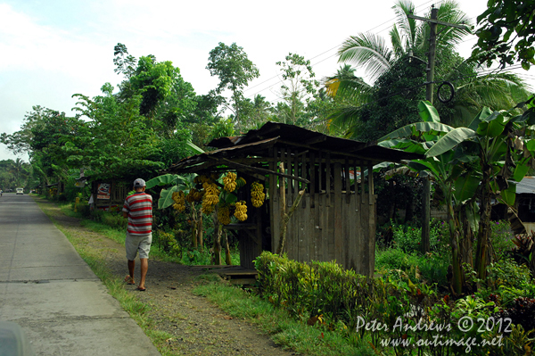 Roadside banana stall along the highway to Kidapawan City, Cotabato Province, Mindanao, Philippines. Photo copyright Peter Andrews, Outimage Australia.