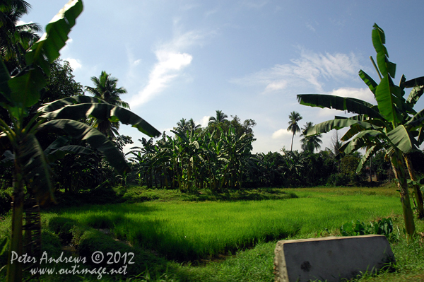 Bananas and rice, Cotabato Province, Mindanao, Philippines. Photo copyright Peter Andrews, Outimage Australia.