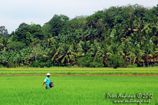 Fertilizing rice by hand near Barangay, Cotabato Province, Mindanao, Philippines. Photo copyright Peter Andrews, Outimage Australia.