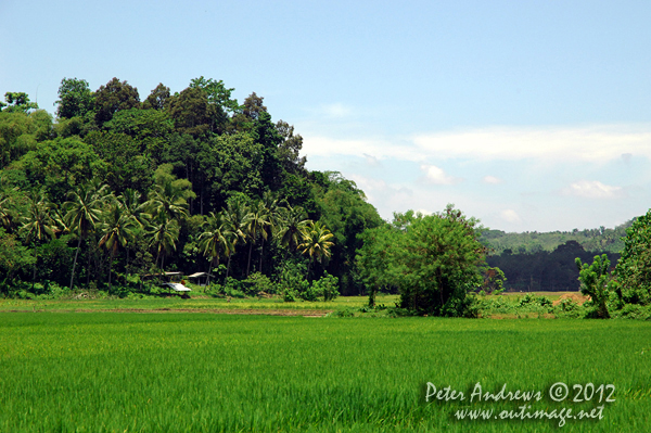 Rice paddies near Barangay, Cotabato Province, Mindanao, Philippines. Photo copyright Peter Andrews, Outimage Australia.