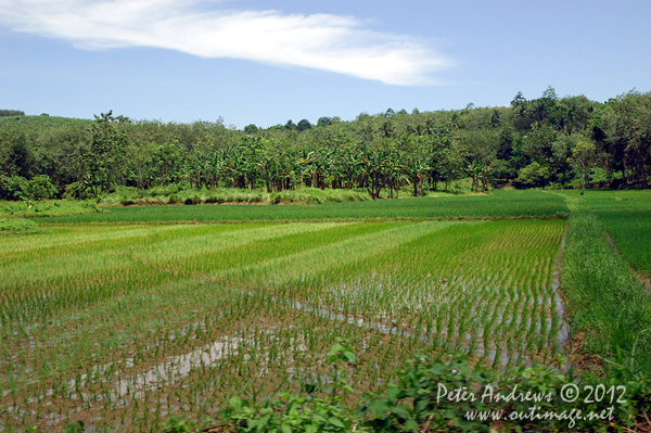 Rice paddies near Barangay, Cotabato Province, Mindanao, Philippines. Photo copyright Peter Andrews, Outimage Australia.