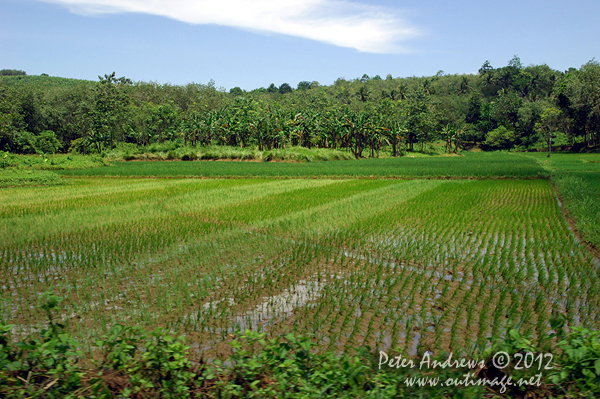 Rice paddies near Barangay, Cotabato Province, Mindanao, Philippines. Photo copyright Peter Andrews, Outimage Australia.