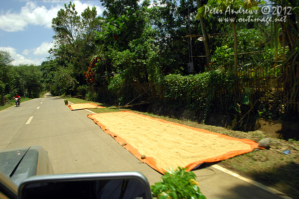 Drying corn kernels on the President Roxas - Arakan Valley Road, Cotabato Province, Mindanao, Philippines. Photo copyright Peter Andrews, Outimage Australia.