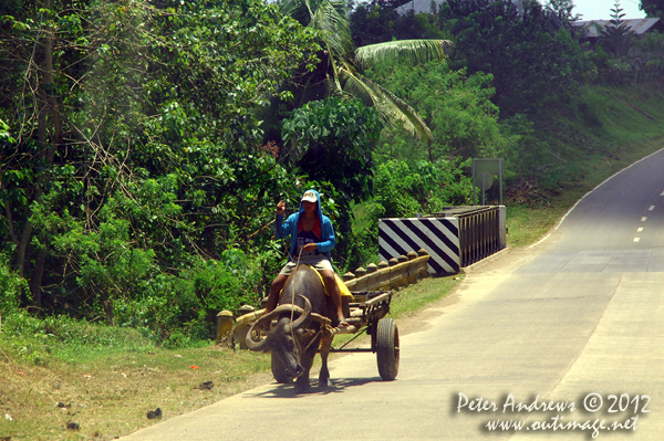 Buffalo traffic on the Paco Roxas - Arakan Road, Cotabato Province, Mindanao, Philippines. Photo copyright Peter Andrews, Outimage Australia.