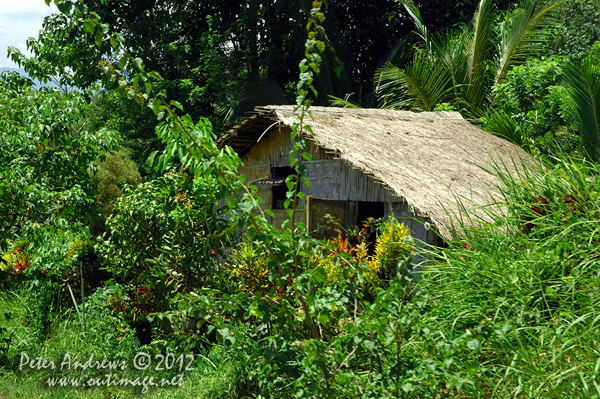 Along the Paco Roxas - Arakan Road, Cotabato Province, Mindanao, Philippines. Photo copyright Peter Andrews, Outimage Australia.