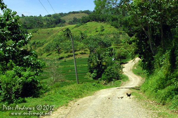 The universal question: “Why did the chicken cross the road?” Cotabato Province, Mindanao, Philippines. Photo copyright Peter Andrews, Outimage Australia.