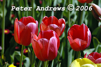 Floriade in Canberra.