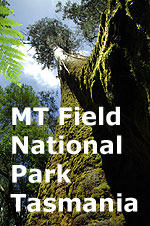 Mt Field National Park icon.
