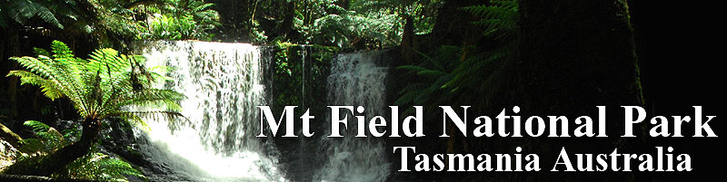 The Horseshoe Falls banner, Mt Field National Park.