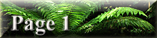 Rainforest Page 1 icon.