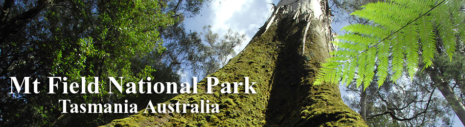 Banner for Mount Field National Park, Tasmania, Australia.