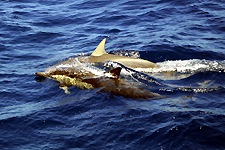 Our dolphin escort from on board Mike Slade's ICAP Leopard during the delivery voyage from Port Kembla to Sydney Harbour, New South Wales Australia, Saturday December 19, 2009. Photo copyright Peter Andrews, Outimage.