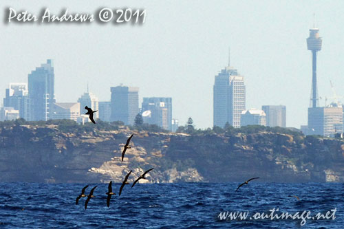 The Rolex Farr 40 World Championships 2011, Sydney Australia. Photo copyright Peter Andrews, Outimage Australia.