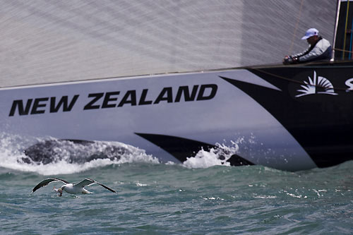 A hungry seagull and Greek Challenge, Louis Vuitton Pacific Series, Auckland, 31/01/2009. Photo copyright Stefano Gattini / www.carloborlenghi.com