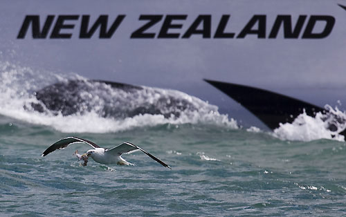 A hungry seagull and Greek Challenge, Louis Vuitton Pacific Series, Auckland, 31/01/2009. Photo copyright Stefano Gattini / www.carloborlenghi.com