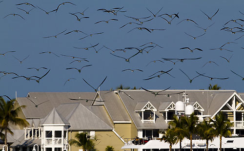 Key West 2010. Photo copyright Stefano Gattini / Joe Fly.