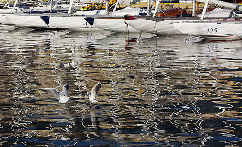 The XXVIIth Primo Cup - Credit Suisse Trophy 2011, Port Hercule, Monaco. Photo copyright Carlo Borlenghi.