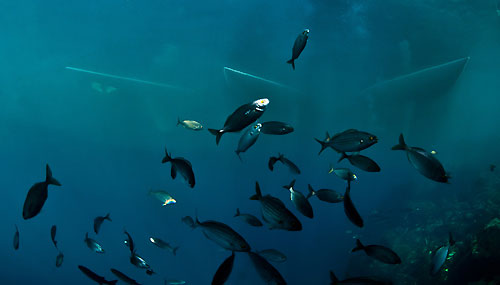 The XXVIIth Primo Cup - Credit Suisse Trophy 2011, Port Hercule, Monaco. Photo copyright Carlo Borlenghi.