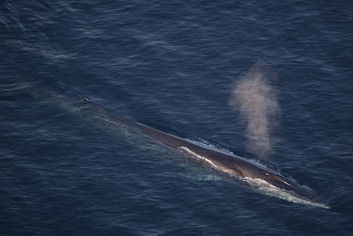 A huge Blue Whale cruising the Mediterranean seen by Carlo while photographing the Giraglia Rolex Cup 2011, Saint-Tropez, France. Photo copyright Rolex and Carlo Borlenghi.